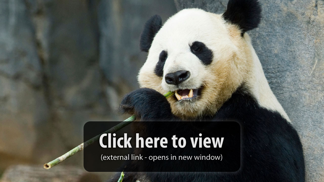 Zoo Atlanta Panda Cam Zoo Atlanta Panda Cam