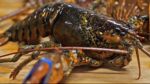 Martin's Steak & Lobster