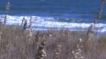 What We Are: Beach TV - Pawleys Island & the Lowcountry, SC