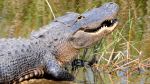 Alligator Adventure in Myrtle Beach!
