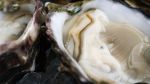 The Best Oysters Money Can Buy