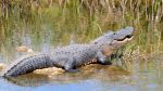 Bigfoot & Honey Island Swamp