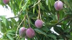 Everything's Coming up Mangoes