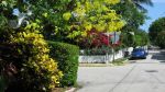 Flora and Fauna - Key West in Fall