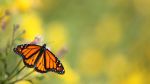 Flutterby Festival Flutterby Festival