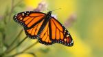 Flying Colors Butterfly Festival