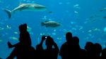 The Georgia Aquarium… an Aquatic Champion!