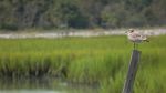 Pawleys Island is not only known for its shoeless, carefree lifestyle... but a single "gray" ghost as well.