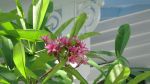 House and Garden Holiday Home Tours