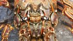 Florida Keys Lobster Season