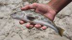 Interstate Mullet Toss
