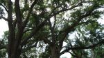 New Orleans Plantations New Orleans Plantations