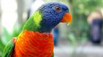 Parrot Heads Flock to Key West