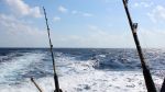 Pensacola International Billfish Tournament Pensacola International Billfish Tournament