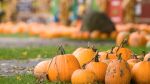 Pumpkin Festival