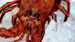 The Race for Spiny Lobster