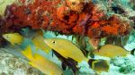 Sex On The Reef!
