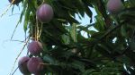 So Many Mangoes... So Little Time! So Many Mangoes... So Little Time!