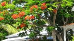 Tranquility & History Blossom in Key West