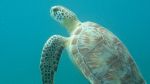 Turtles ‘n Terns