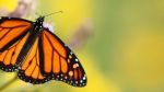 Whispering Wings Butterfly Experience at Brookgreen Gardens