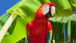 Winter Parrot Head Festival