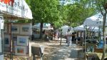 Yellow Daisy Festival
