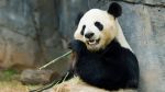 Zoo Atlanta and the Quest for Global Status