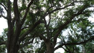 New Orleans Plantations New Orleans Plantations