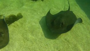 Allen McDowell from Gulfarium Marine Adventure Park - Did You Know? Allen McDowell from Gulfarium Marine Adventure Park - Did You Know?
