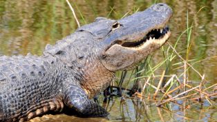Alligator Adventure in Myrtle Beach!