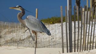 Apalachicola - The Perfect Weekend Getaway