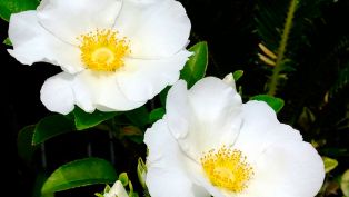 The Cherokee Rose on the Trail of Tears