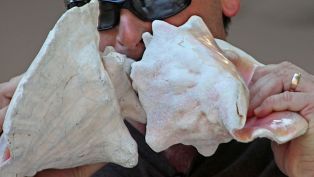 Conch Shell Blowing Contest Conch Shell Blowing Contest