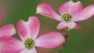 The Atlanta Dogwood Festival is Back!