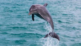 Dolphins, Lasers & Elvis!