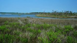 Go Green in Pensacola