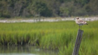 Pawleys Island is not only known for its shoeless, carefree lifestyle... but a single "gray" ghost as well.