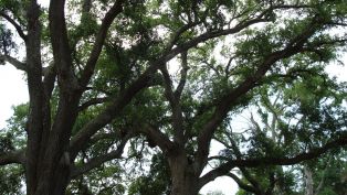 New Orleans Plantations