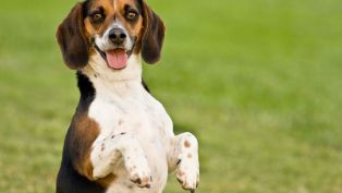 Pet-Friendly Vacation in PCB! Pet-Friendly Vacation in PCB!