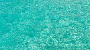 Take the PLUNGE!