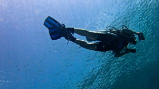 Top Dive Sites in Panama City!