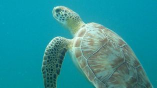 Turtles ‘n Terns