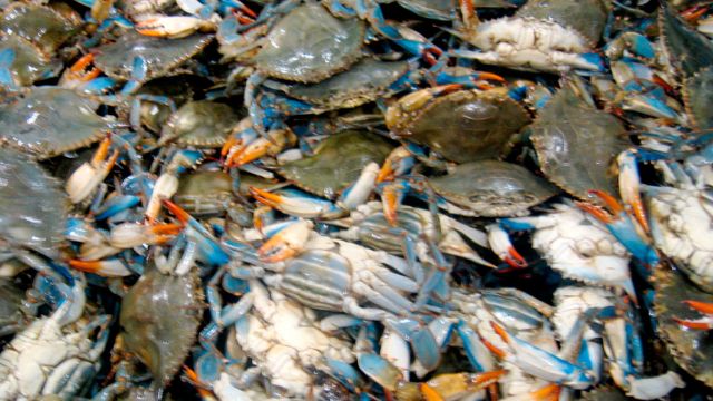 Blue Crab Festival Blue Crab Festival