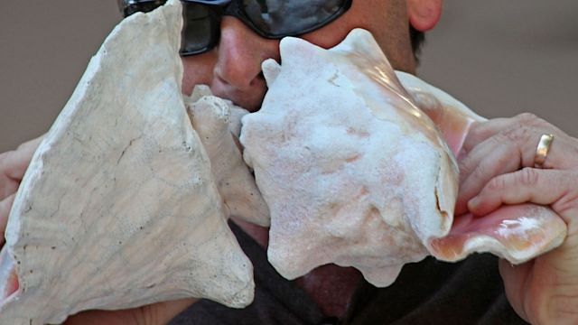 Conch Shell Blowing Contest Conch Shell Blowing Contest