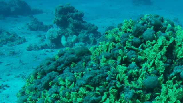 Endangered Coral Reefs