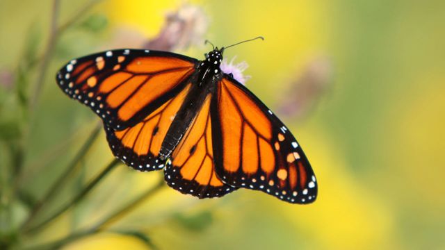 Flying Colors Butterfly Festival Flying Colors Butterfly Festival