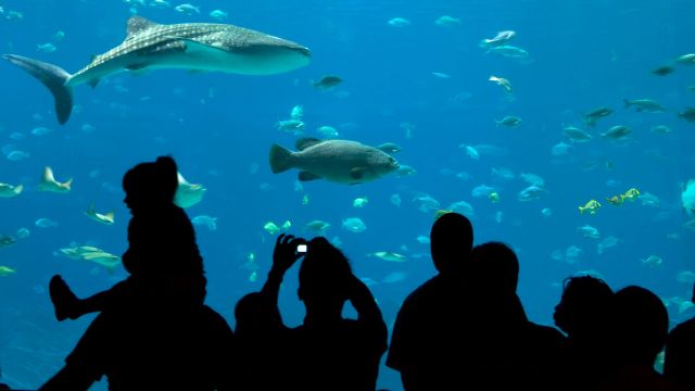 The Georgia Aquarium… an Aquatic Champion! The Georgia Aquarium… an Aquatic Champion!
