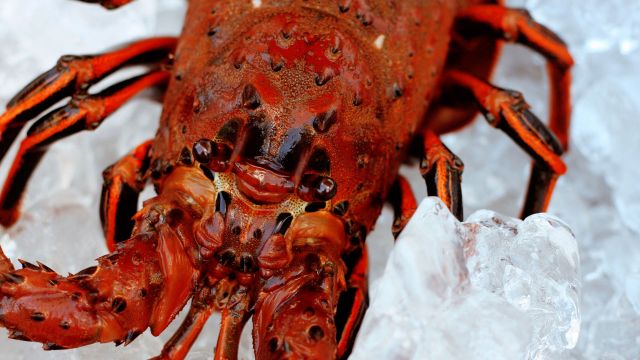 Key West Lobsterfest Key West Lobsterfest