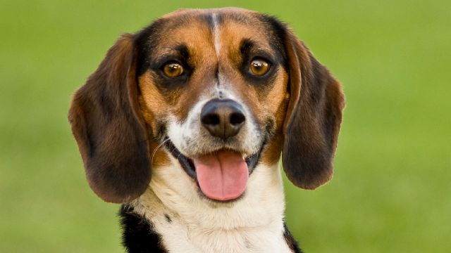 Myrtle Beach and the Grand Strand are Pet-Friendly! Myrtle Beach and the Grand Strand are Pet-Friendly!